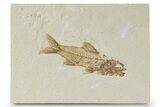 Fossil Fish (Amphiplaga) - Uncommon Species #356724-1